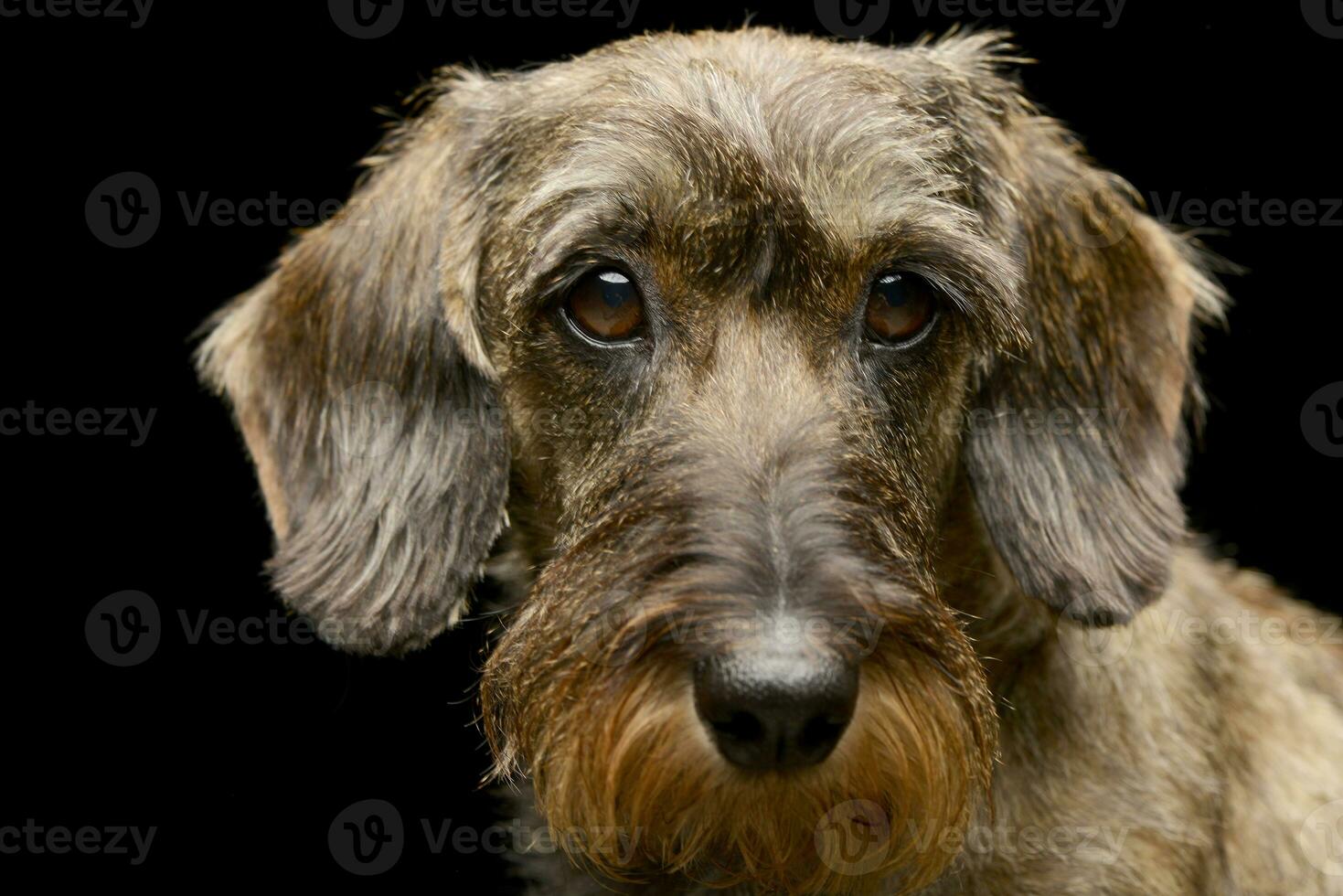 Portrait of an adorable Dachshund photo