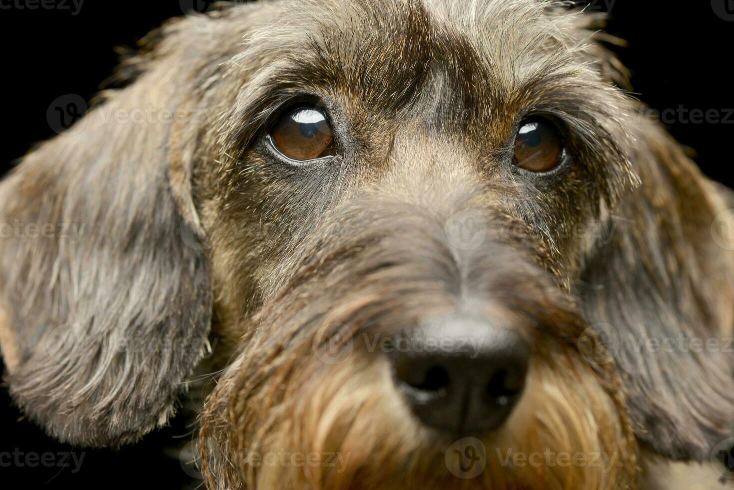Portrait of an adorable Dachshund photo