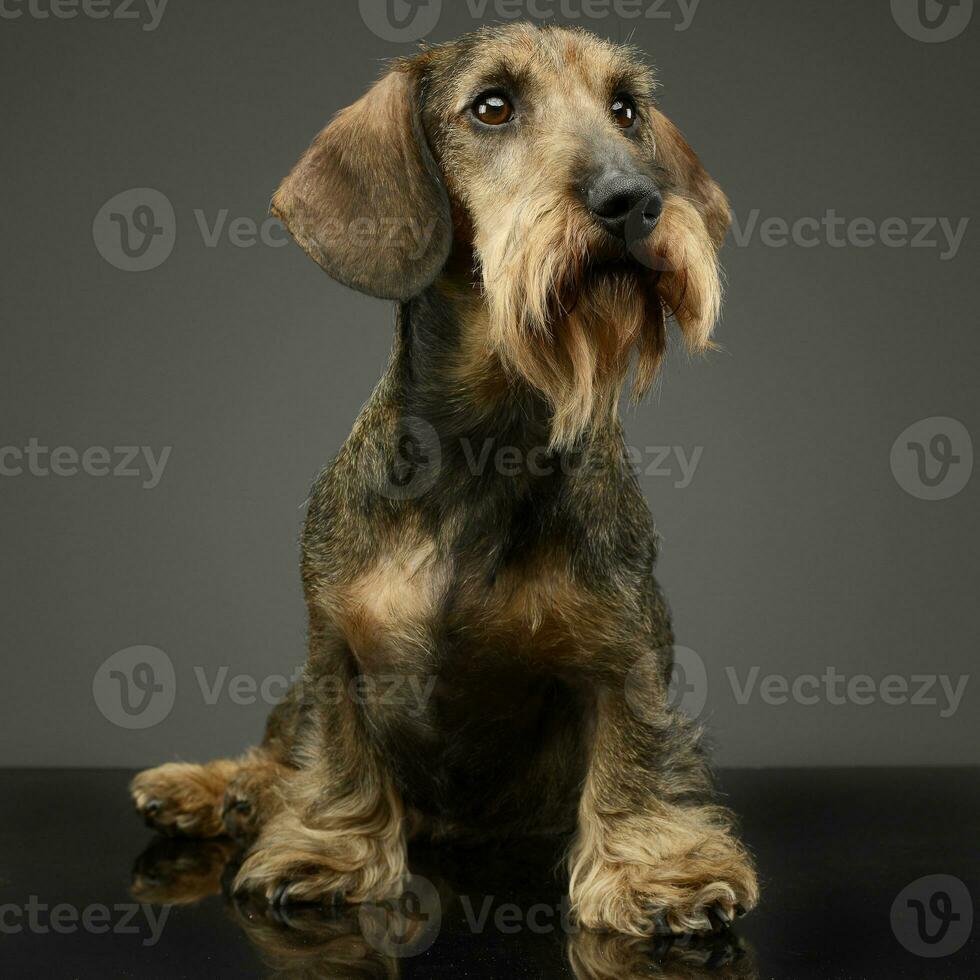 wired hair Dachshund sitting in grey studio photo