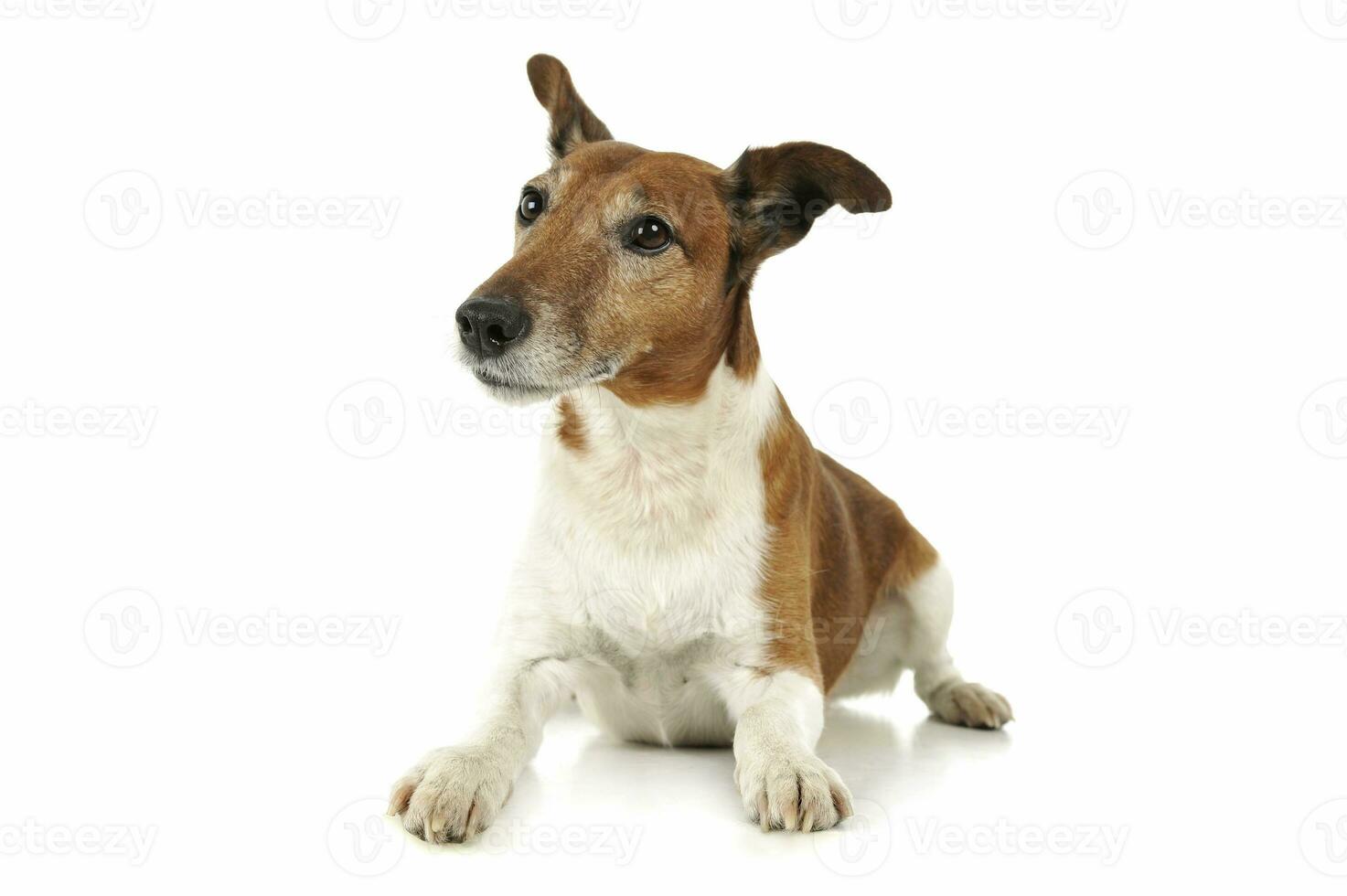 Studio shot of an adorable Jack Russell Terrier photo