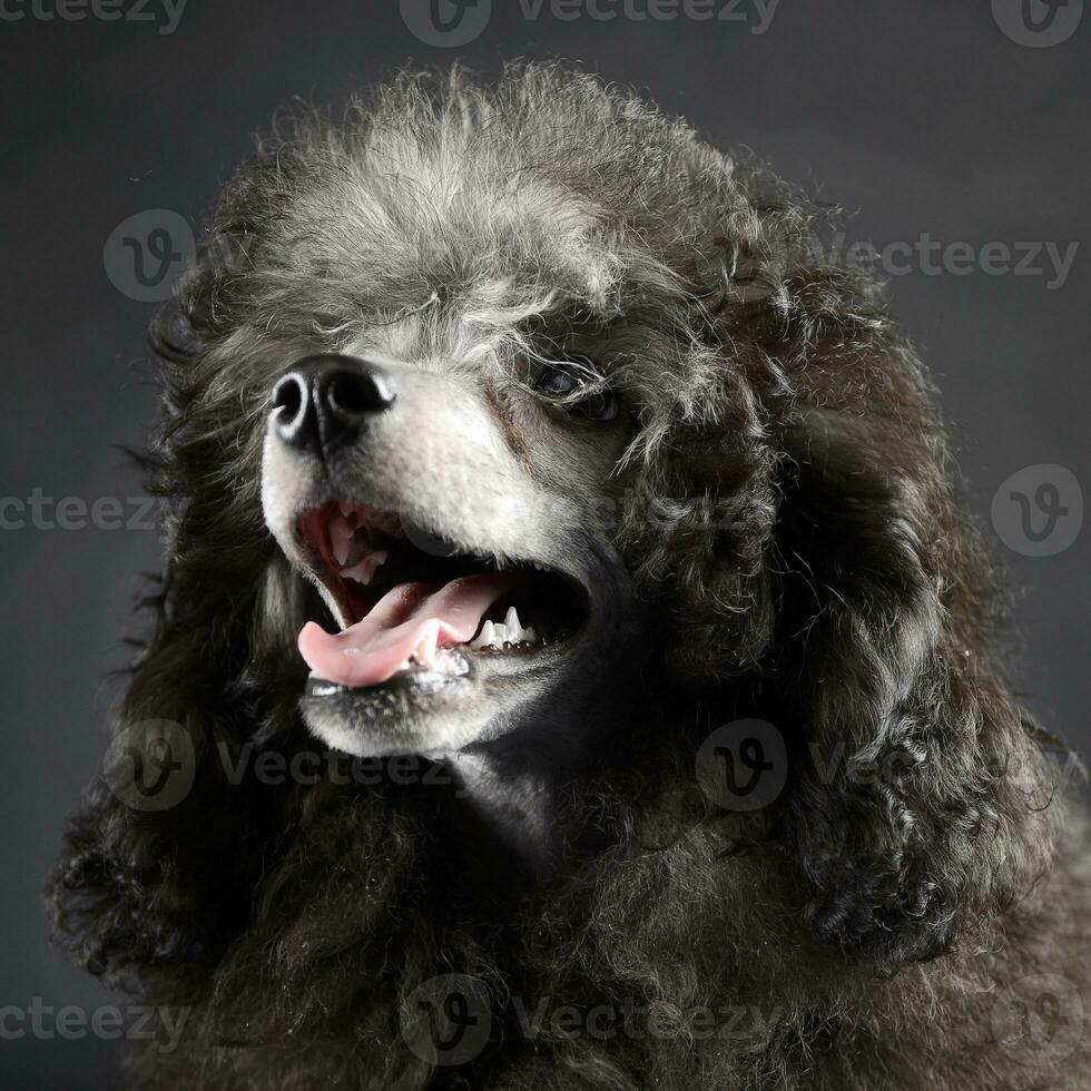 puppy Poodle portrait in dark studio photo