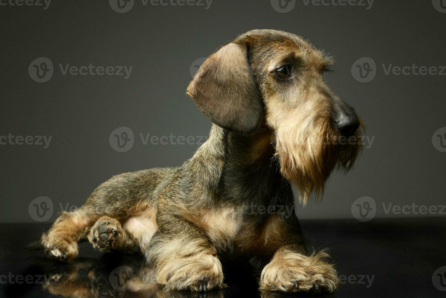 wired haired Dachshund lying on the ground photo