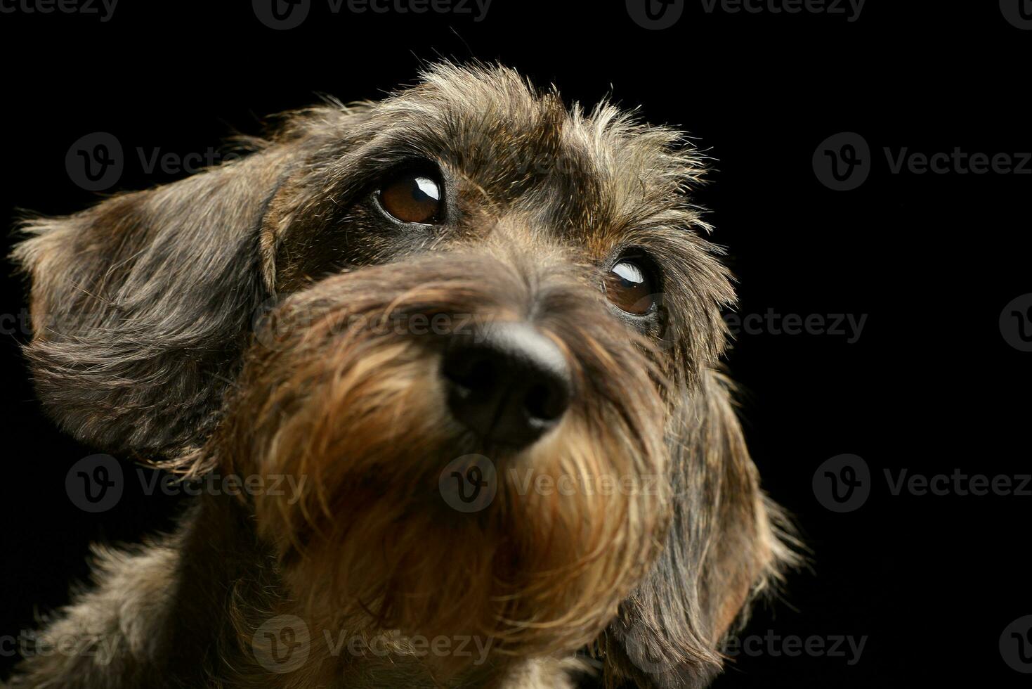 Portrait of an adorable Dachshund photo