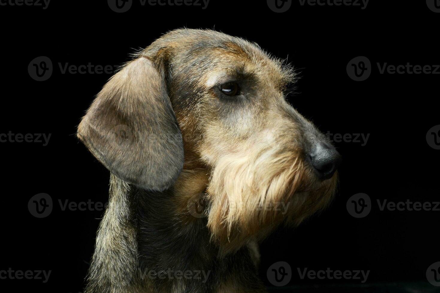 Dachshund portrait in a black background photo