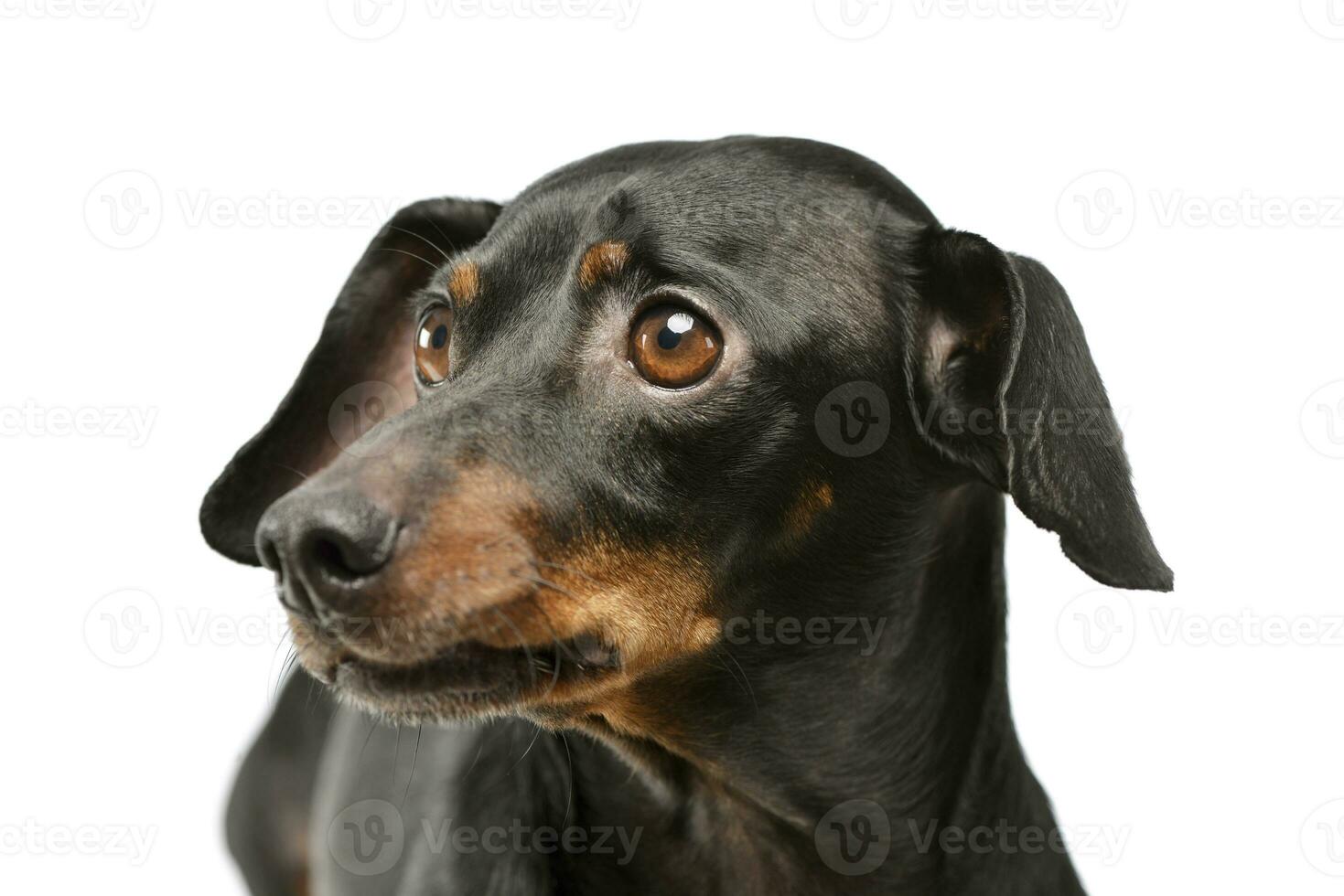 Portrait of an adorable Dachshund photo