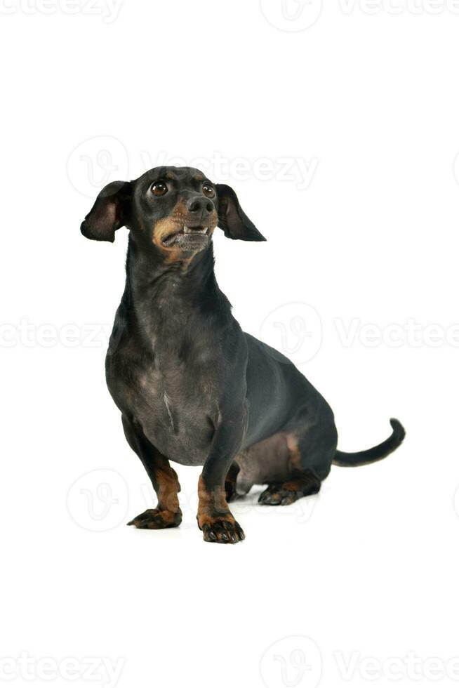 Studio shot of an adorable Dachshund photo