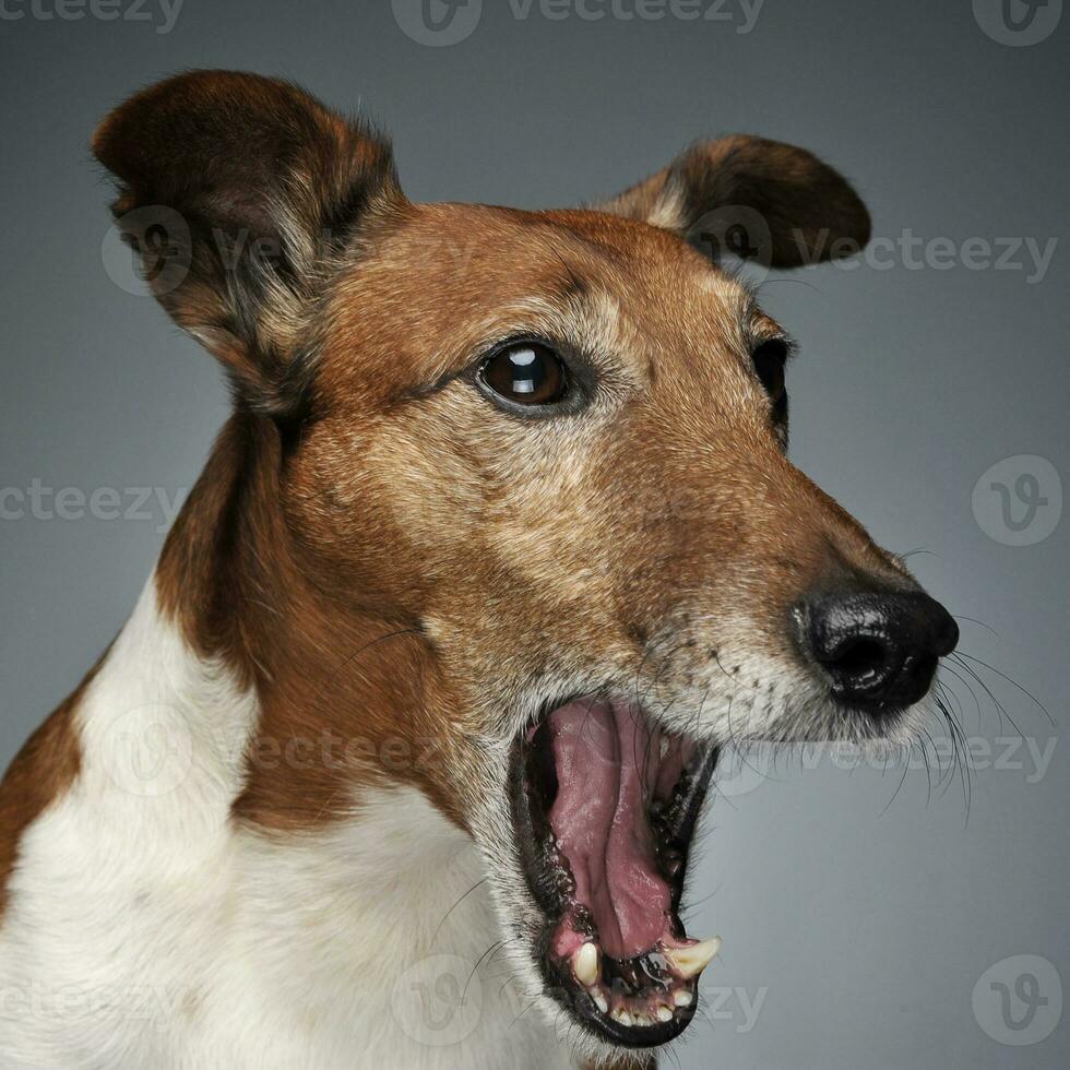 Jack Russell Terrier yawn in a dark studio photo