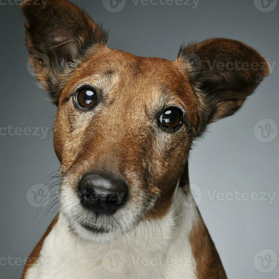 Jack Russell Terrier portrait in a grey photo studio