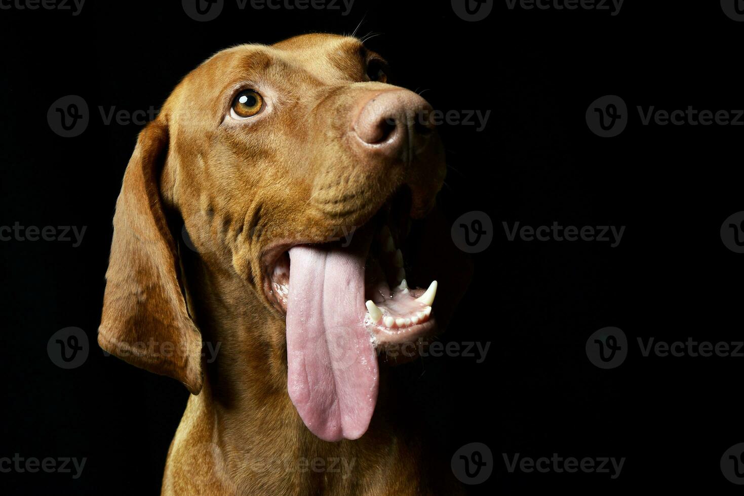 An adorable Hungarian vizsla with hanging tongue photo