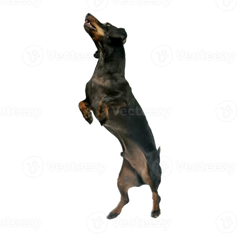 An adorable short haired Dachshund standing on two legs photo