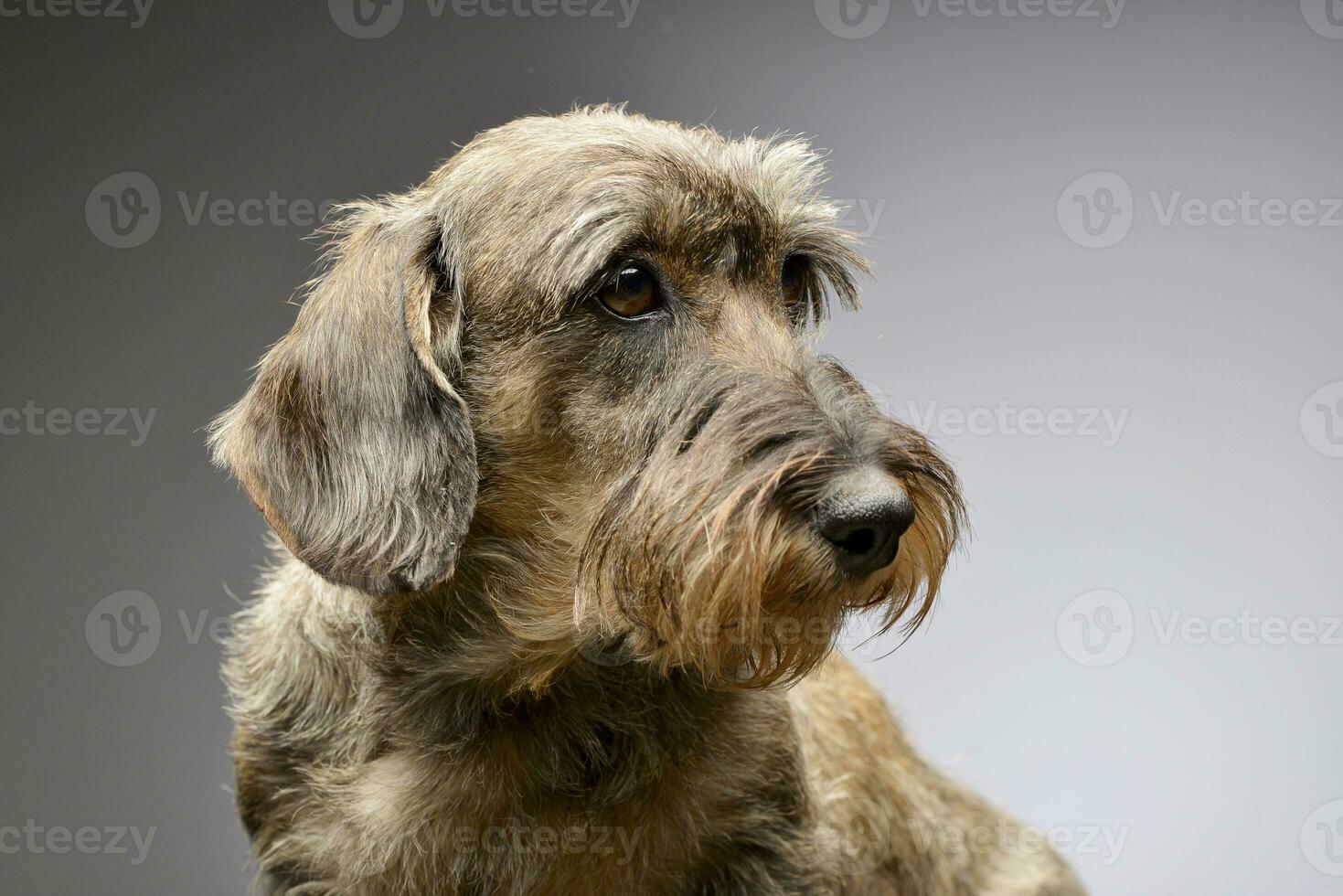 Portrait of an adorable Dachshund photo