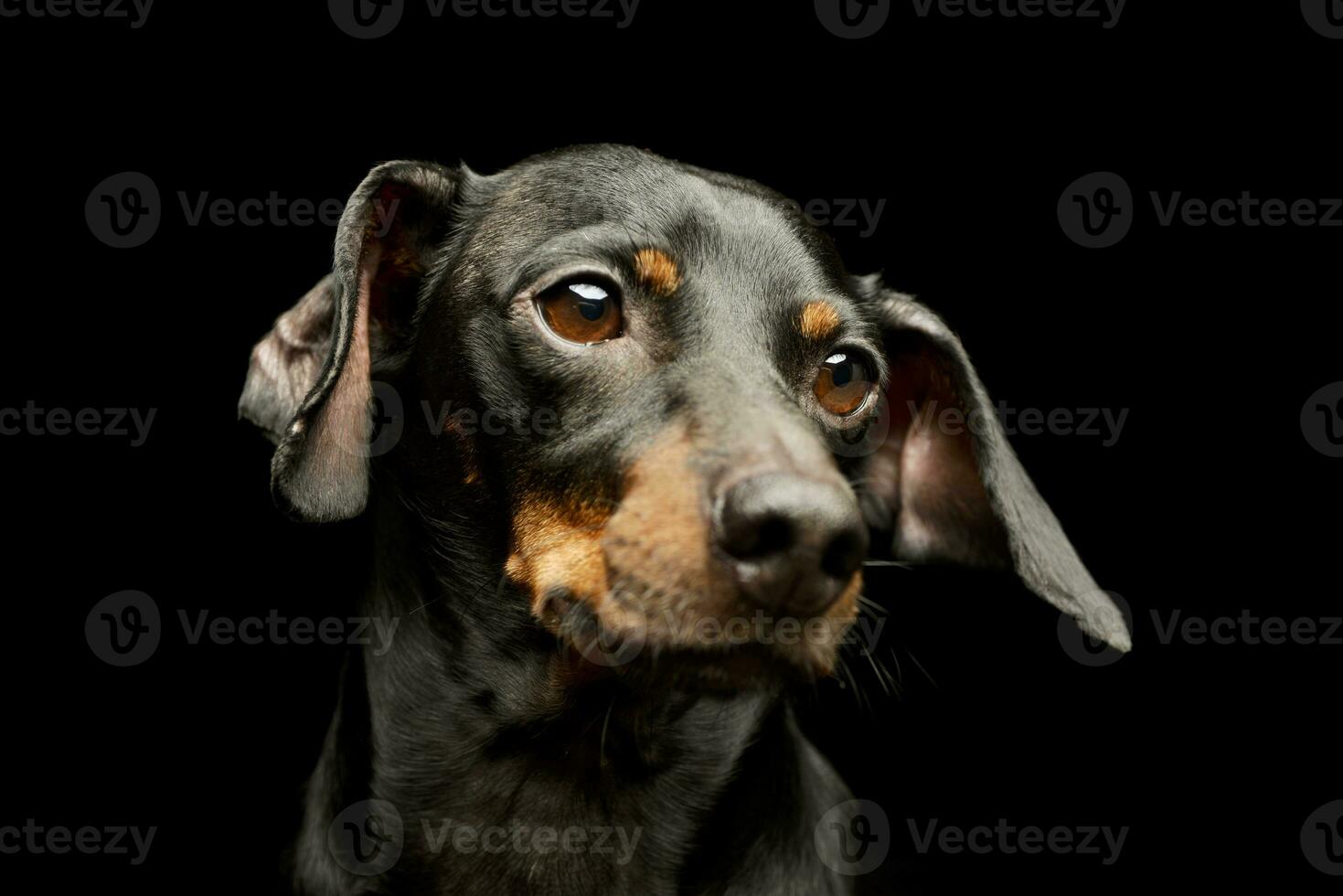 retrato de un adorable perro tejonero foto