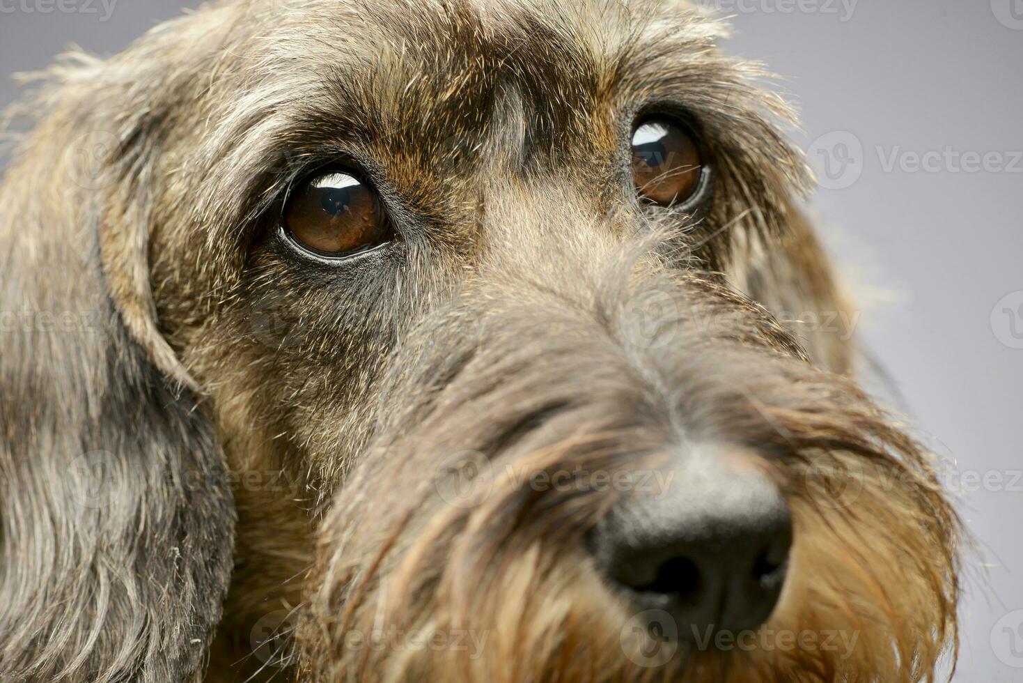 Portrait of an adorable Dachshund photo