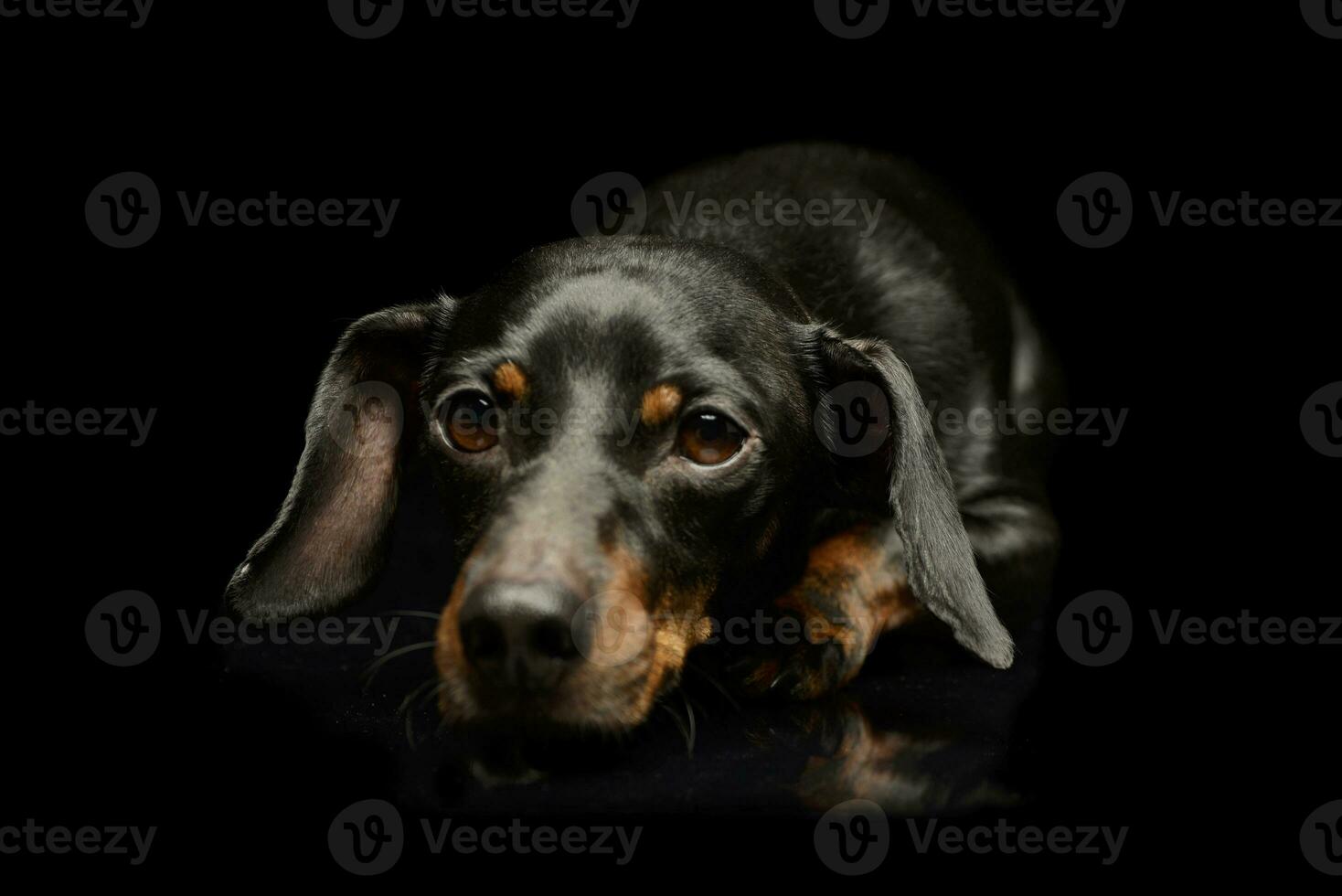 Studio shot of an adorable Dachshund photo