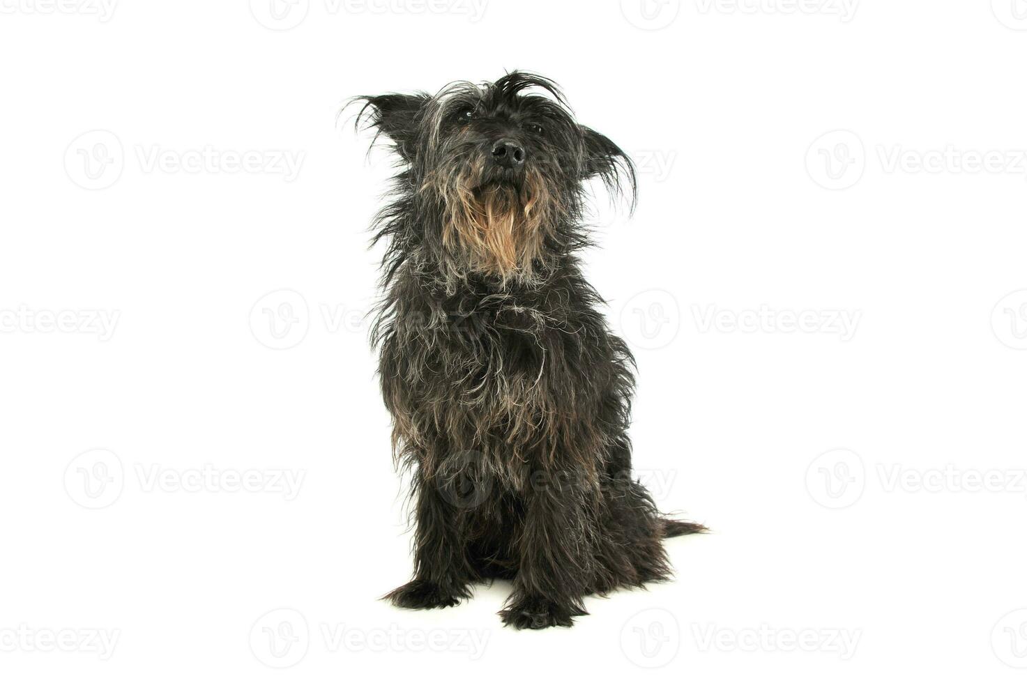 Studio shot of an adorable mixed breed dog photo