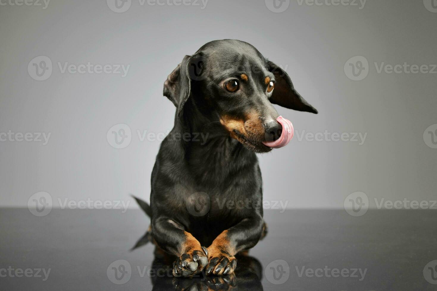 Studio shot of an adorable Dachshund photo