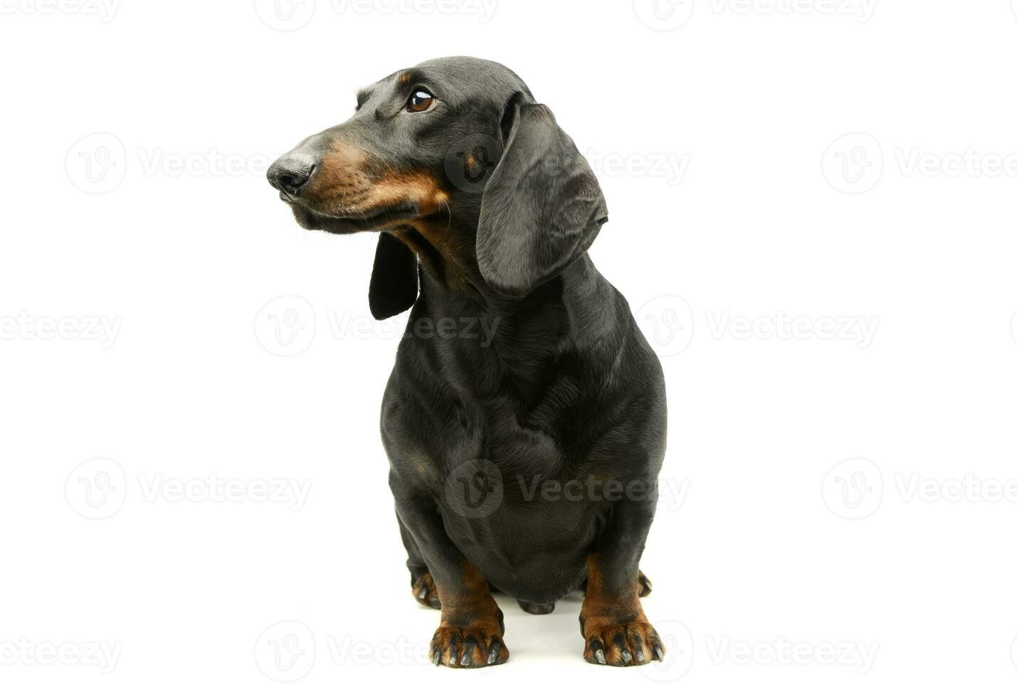 Studio shot of an adorable Dachshund photo