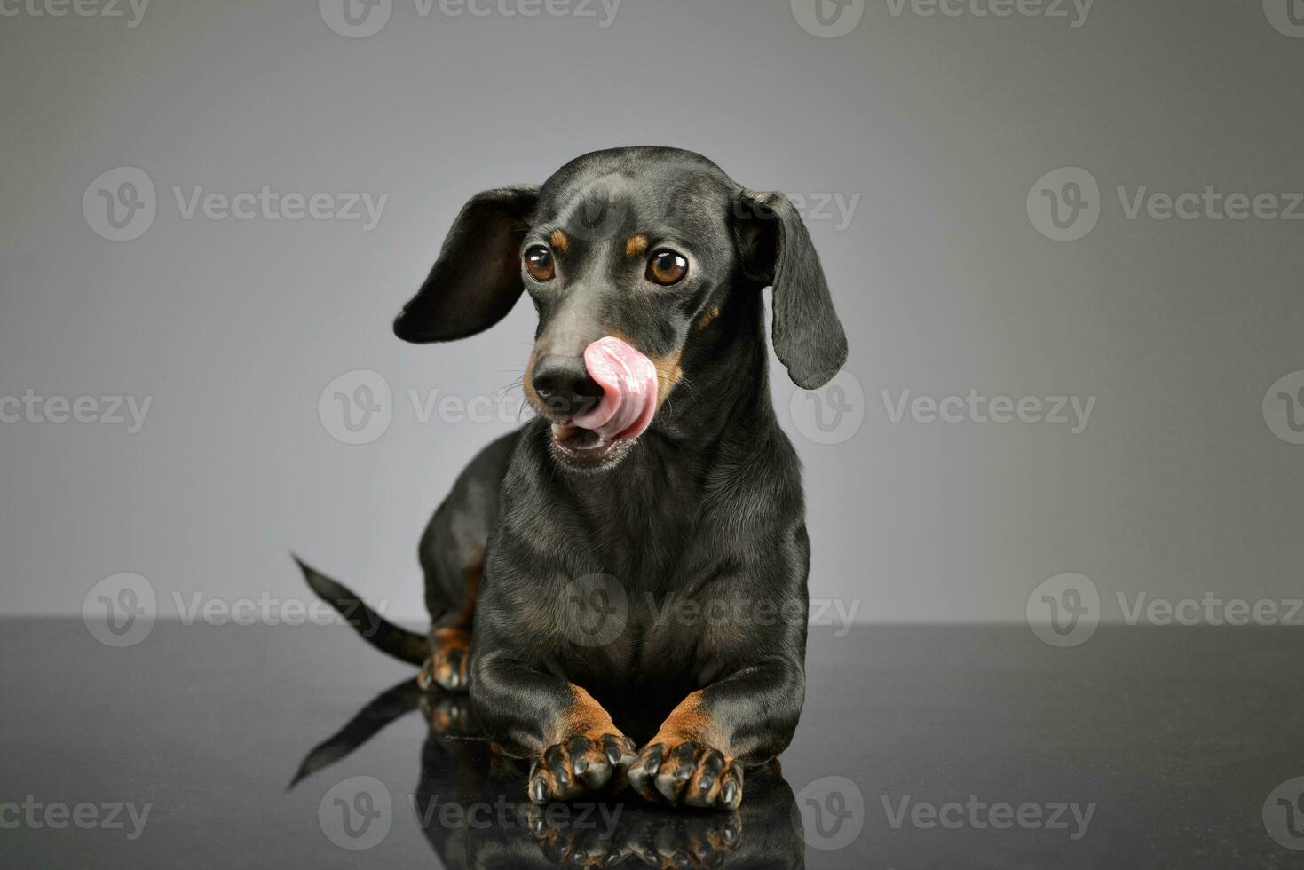 Studio shot of an adorable Dachshund photo