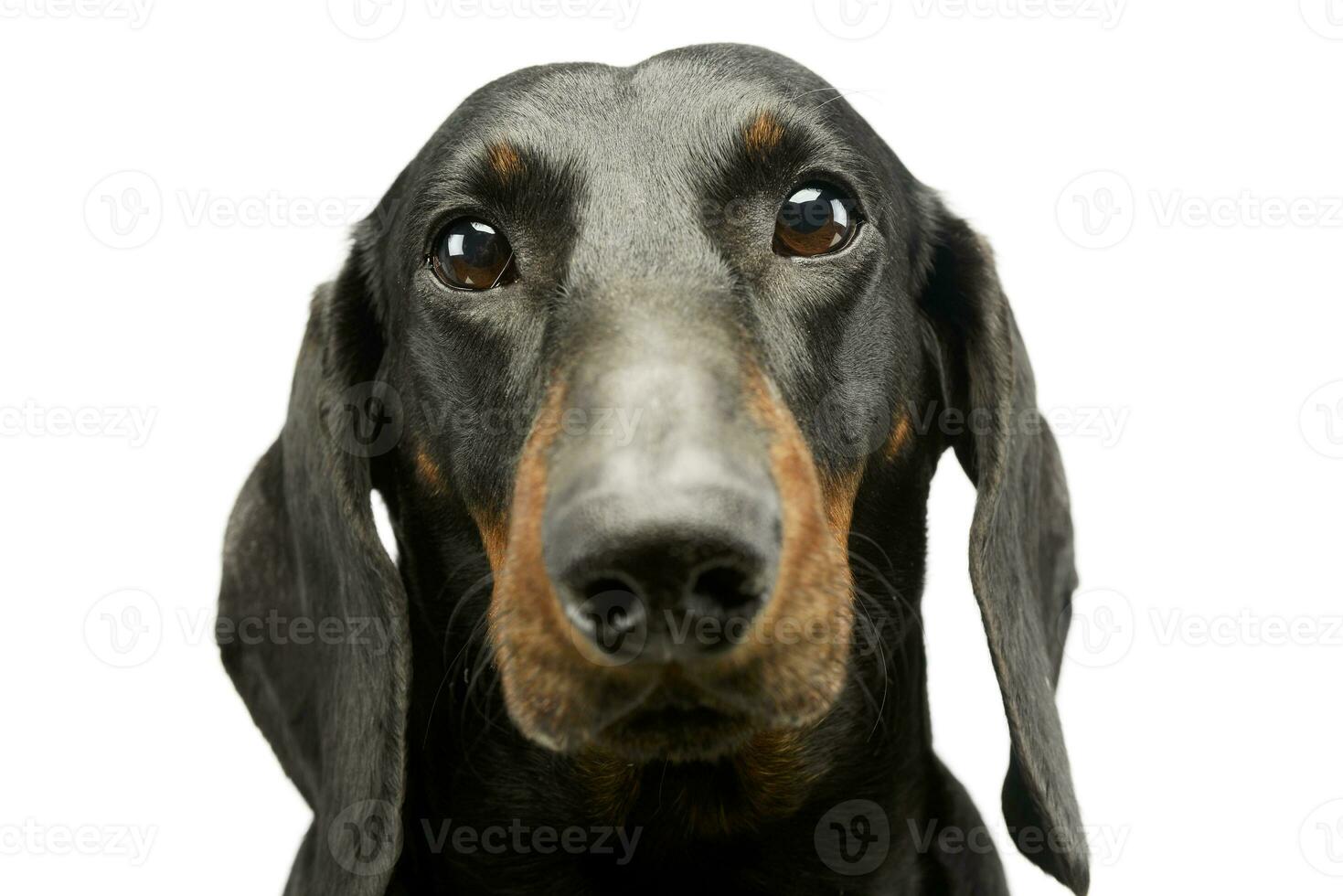 Portrait of an adorable Dachshund photo