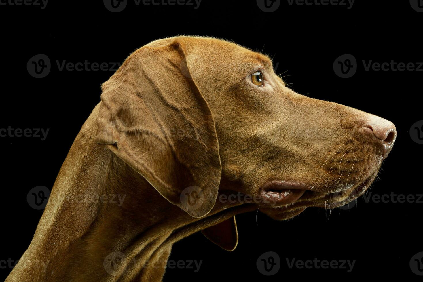 Portrait of an adorable Hungarian vizsla photo