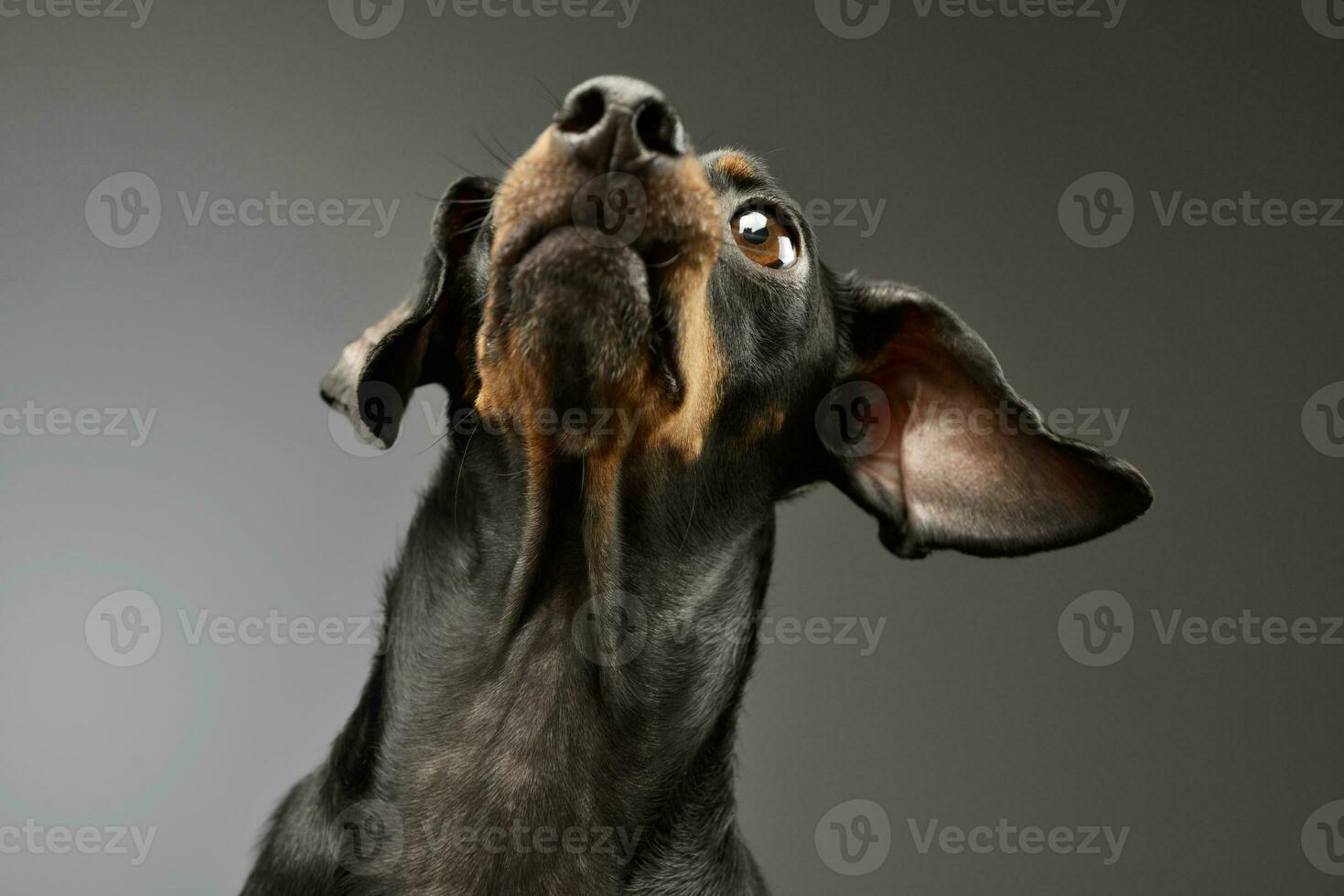 Portrait of an adorable Dachshund photo