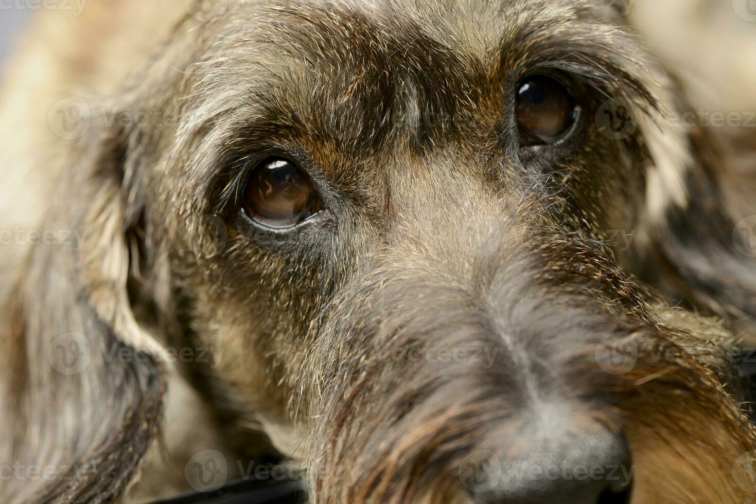 Portrait of an adorable Dachshund photo