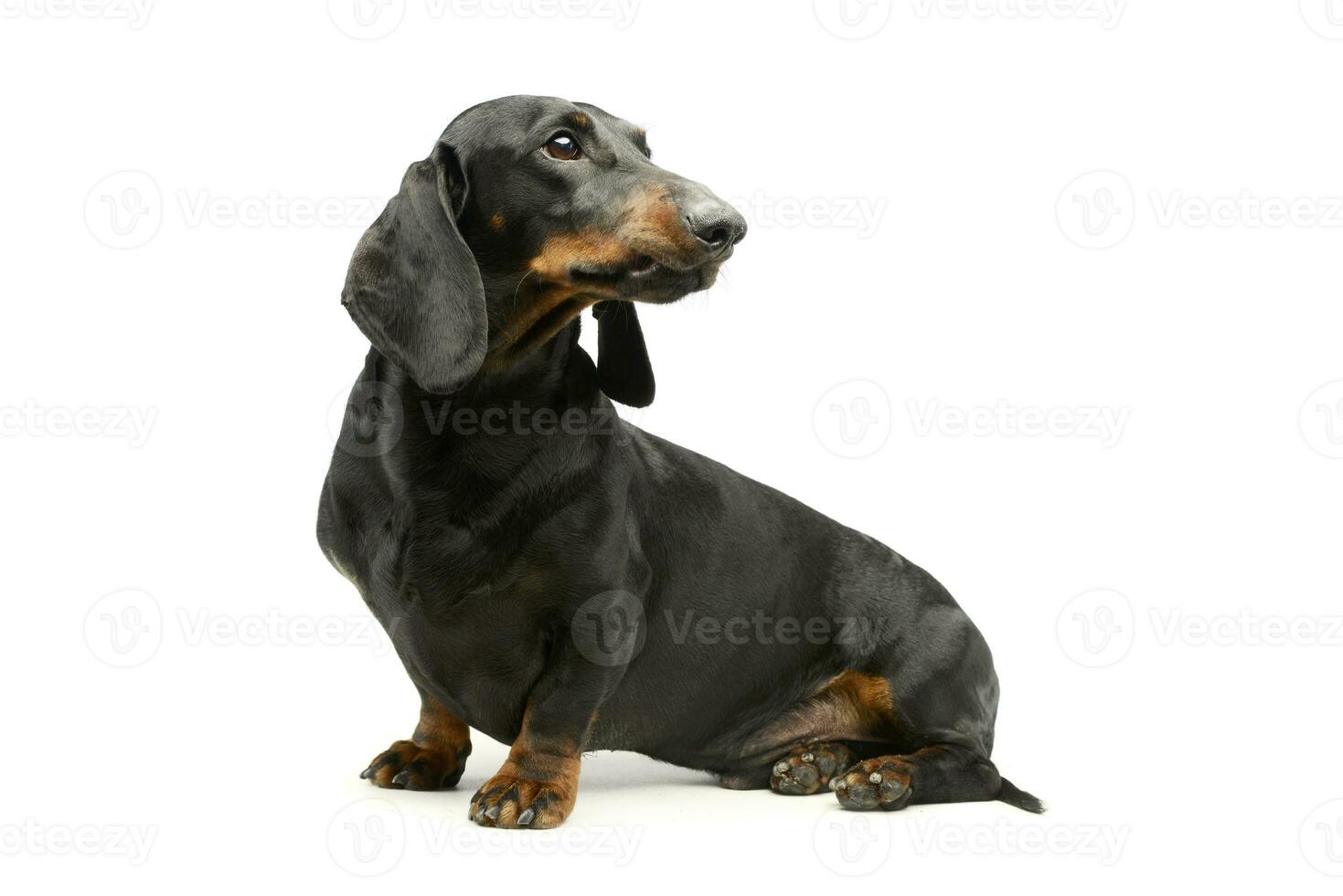 Studio shot of an adorable Dachshund photo