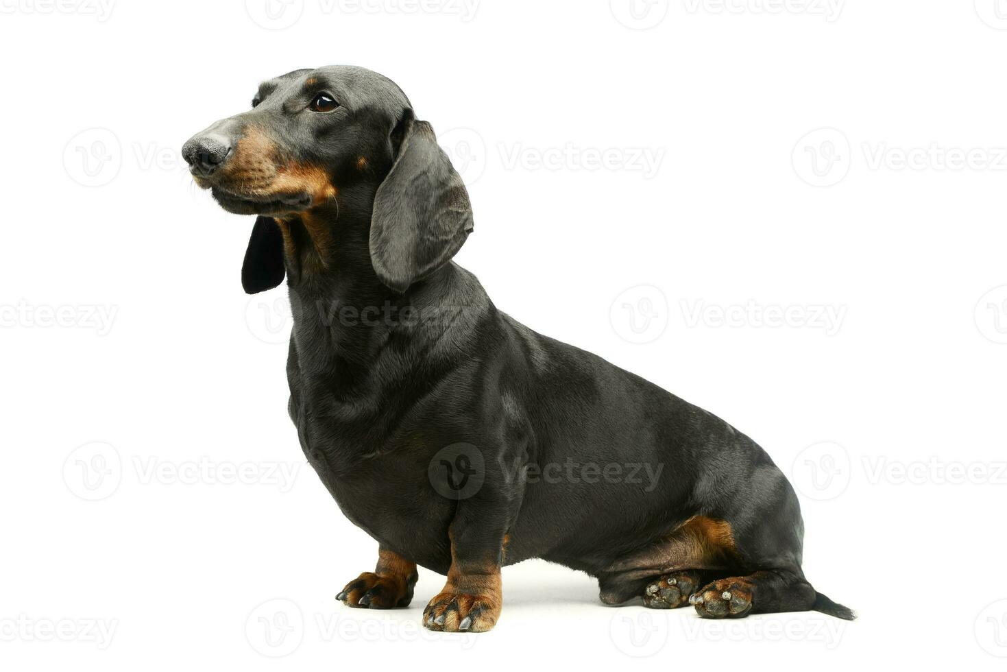 Studio shot of an adorable Dachshund photo