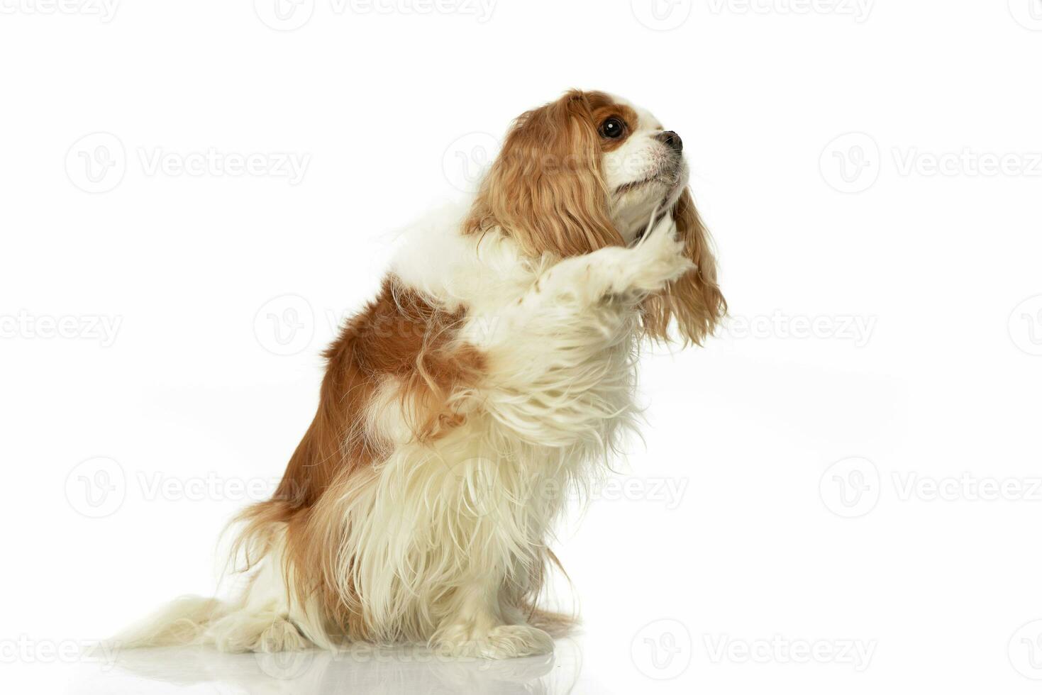 An adorable American Cocker Spaniel lifting her front leg photo