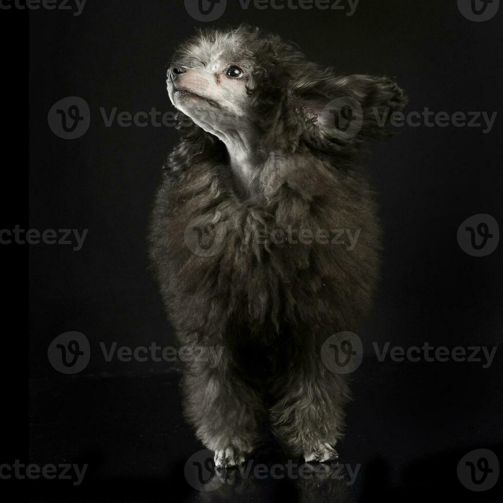 Puppy Poodle in a dark studio photo