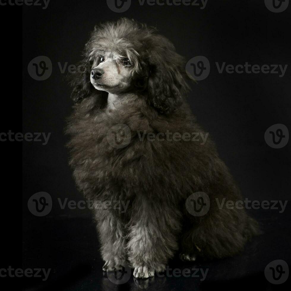 Puppy Poodle in a dark studio sitting photo