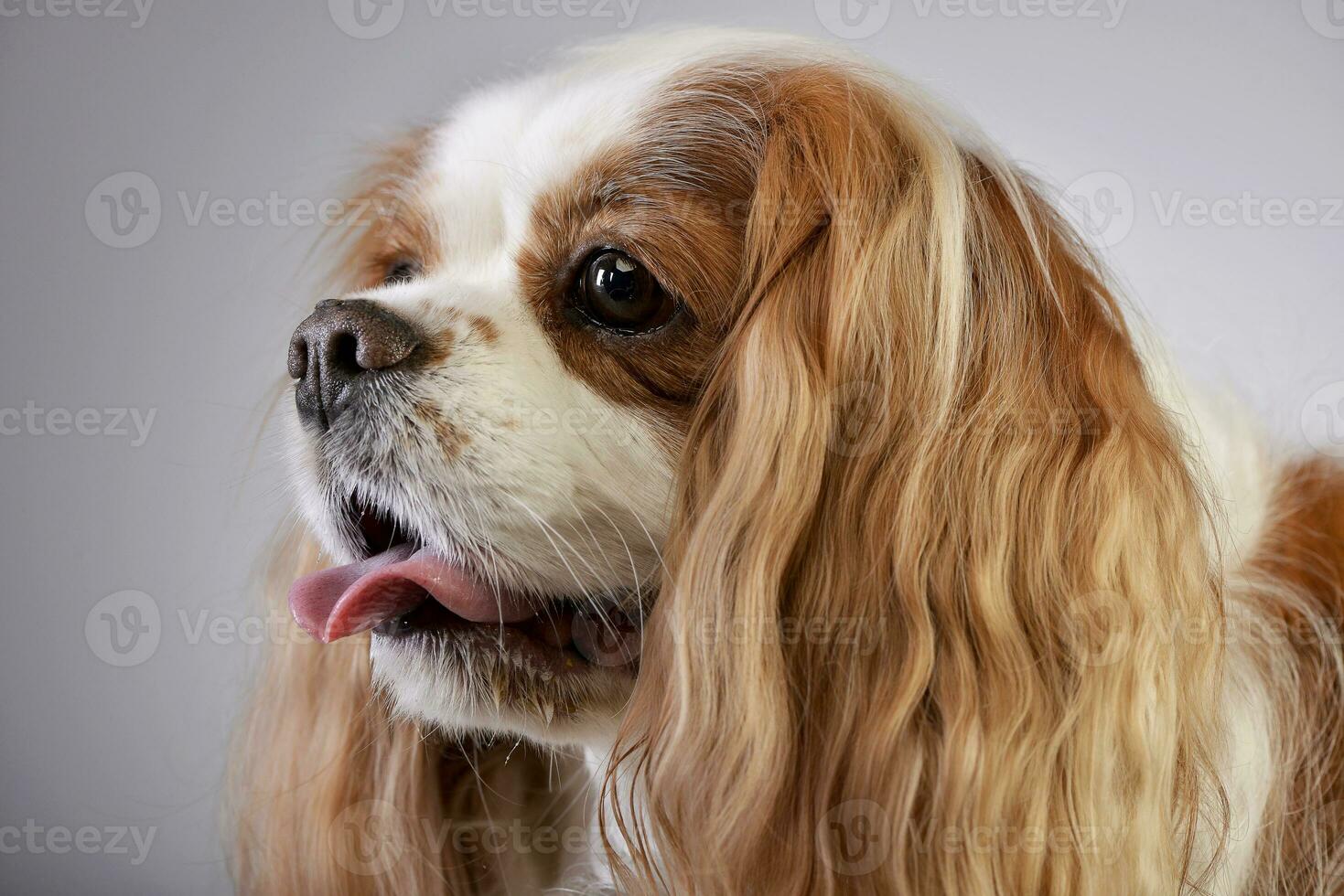 retrato de un adorable americano cocker spaniel foto