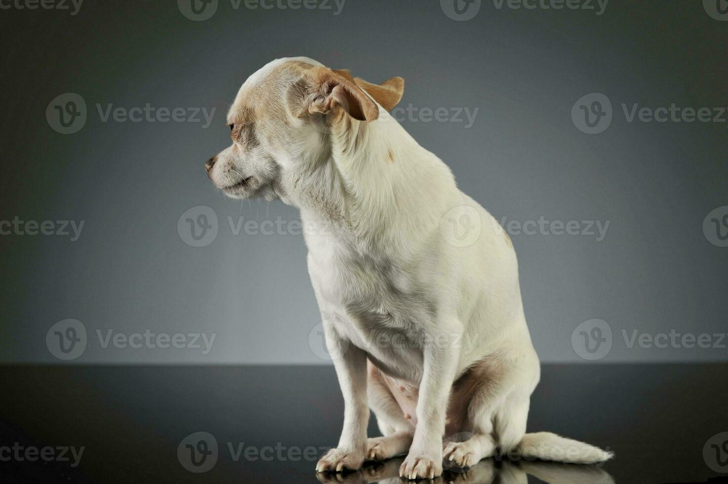 Studio shot of an adorable chihuahua photo