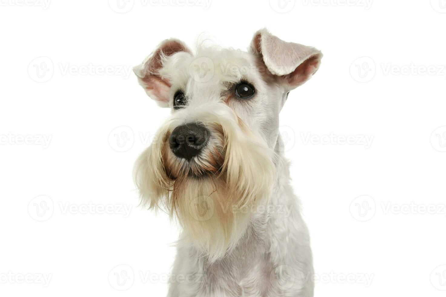 Portrait of an adorable Schnauzer photo