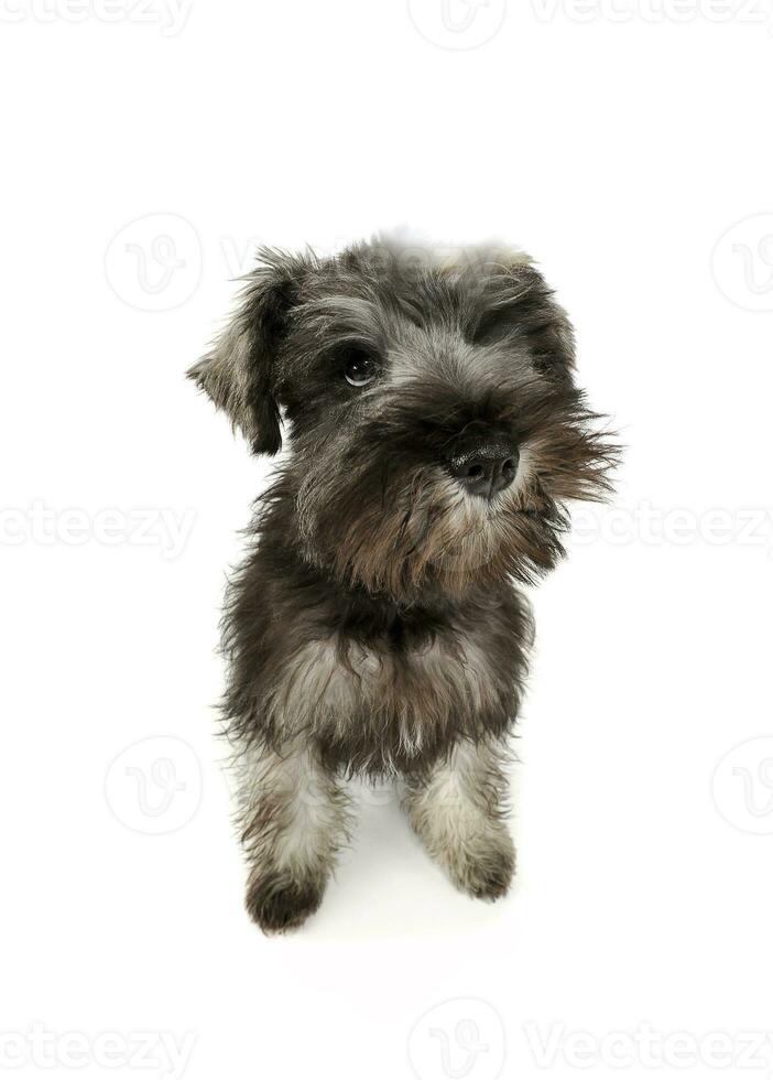 Studio shot of an adorable Schnauzer salt and papper puppy standing and looking curiously at the camera photo