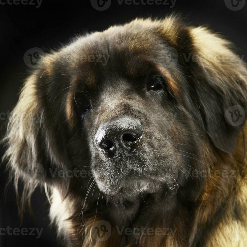 grande perro Leonberger retrato en el estudio foto