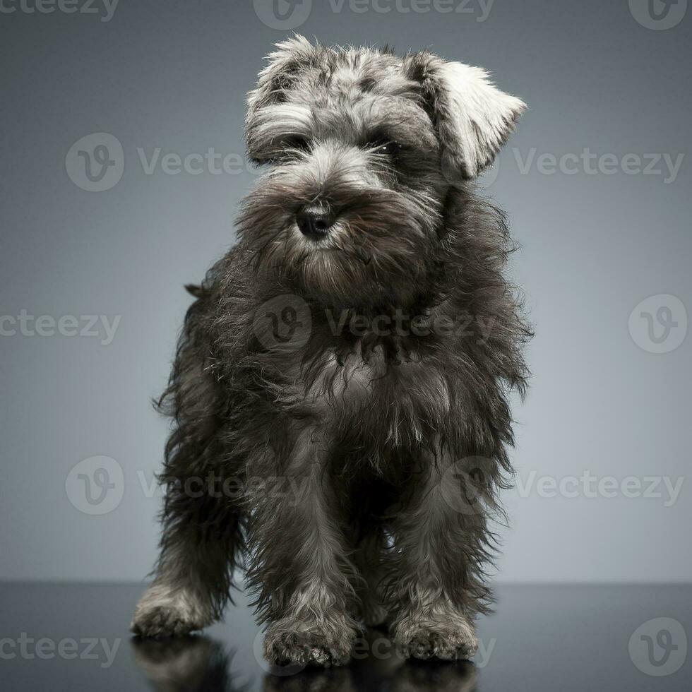 Puppy Schnauzer staying in the studio table photo
