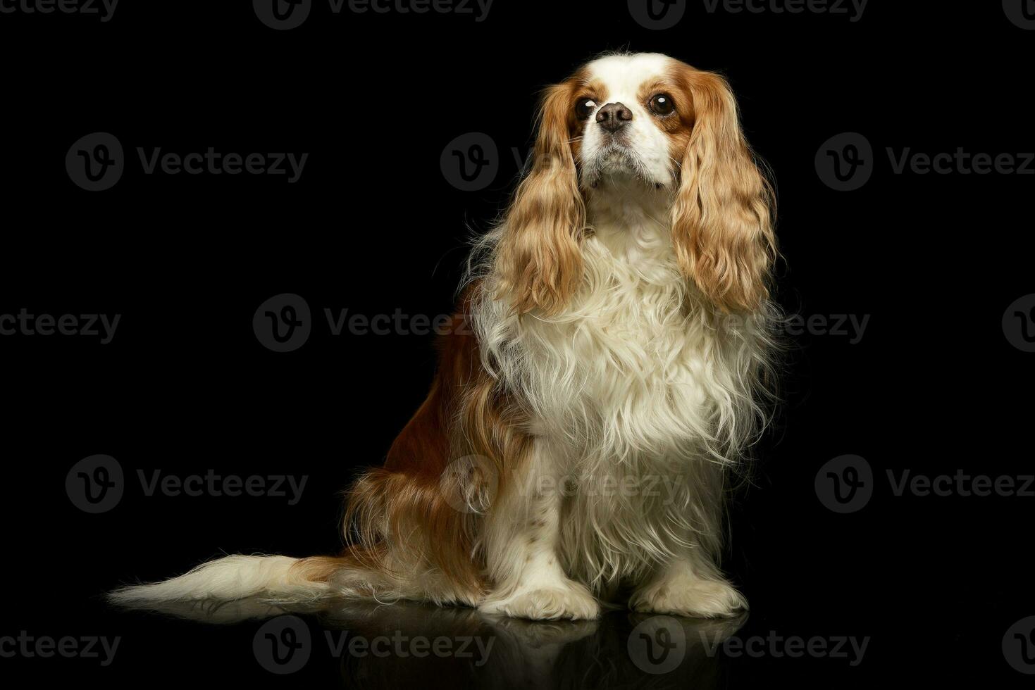 Studio shot of an adorable American Cocker Spaniel photo