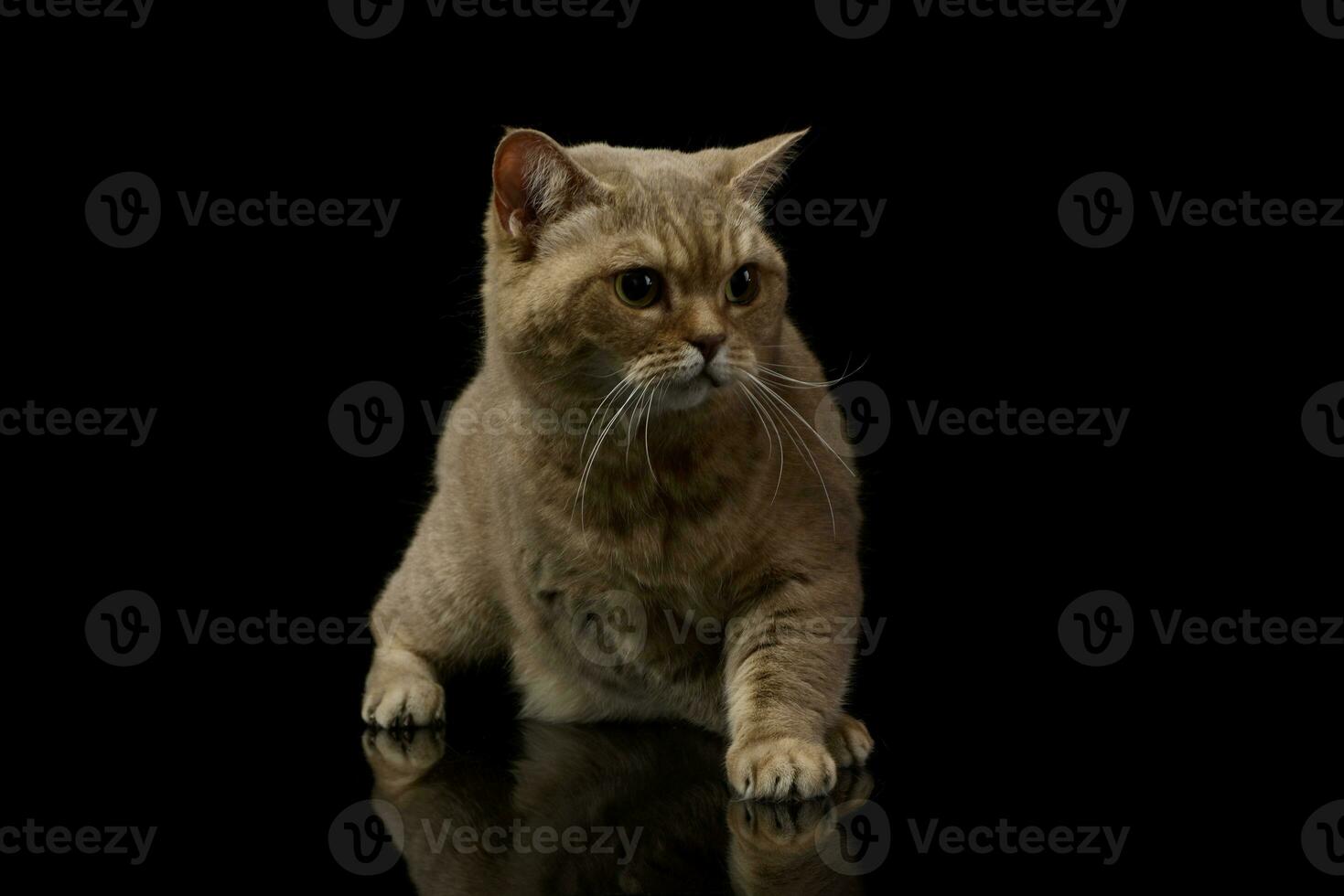 Studio shot of a beautiful cat photo