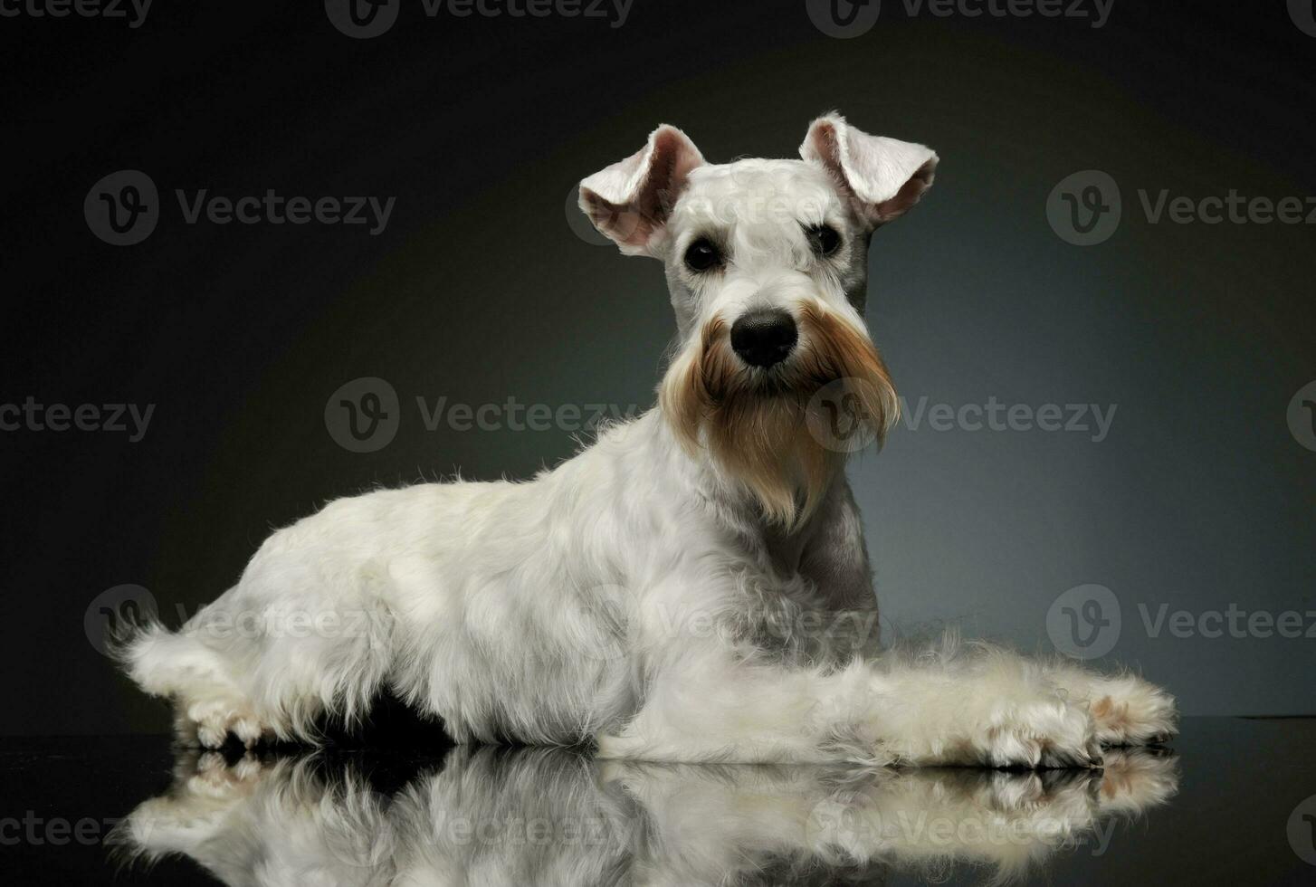 Studio shot of an adorable Schnauzer photo