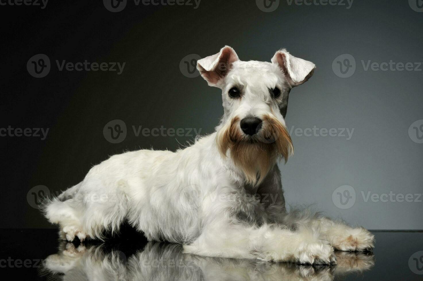 Studio shot of an adorable Schnauzer photo