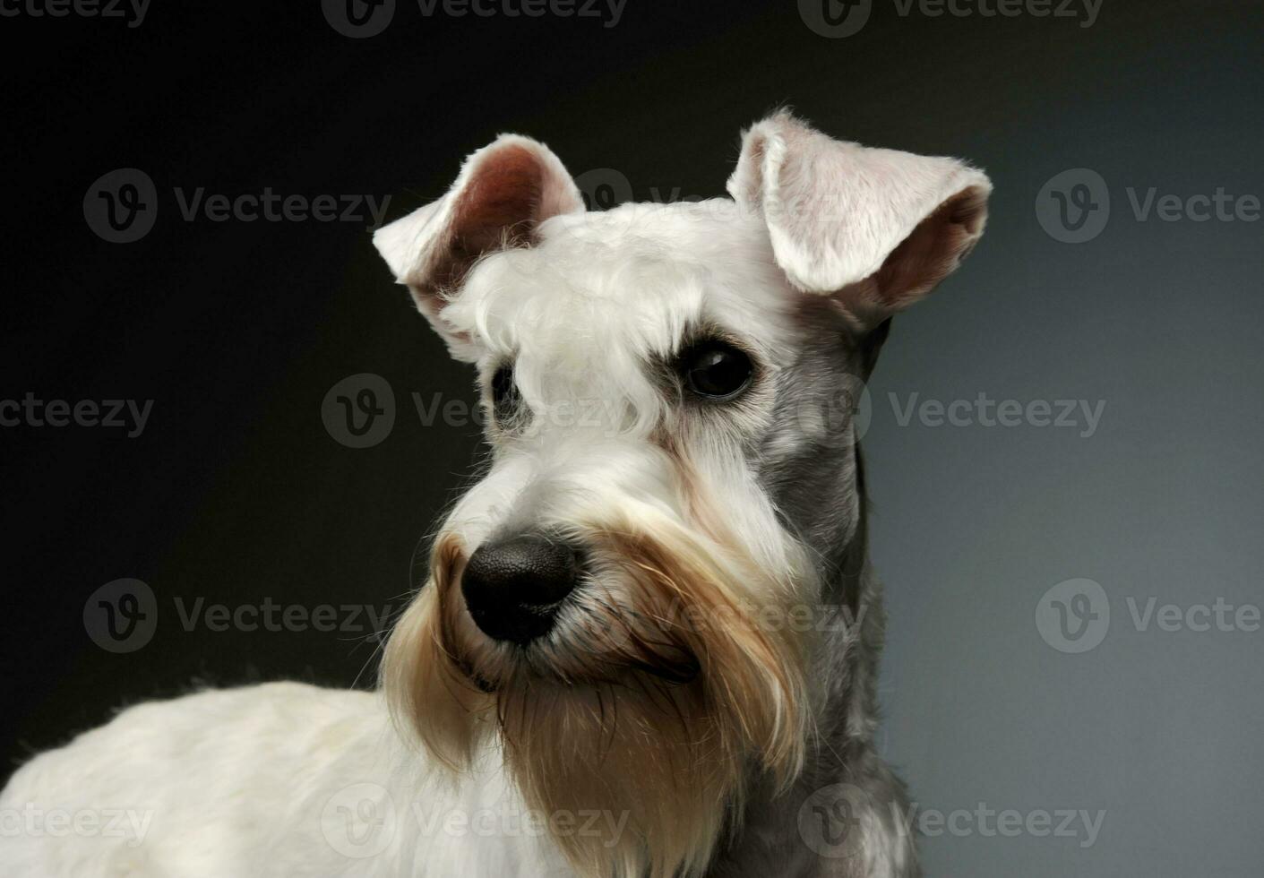 Portrait of an adorable Schnauzer photo