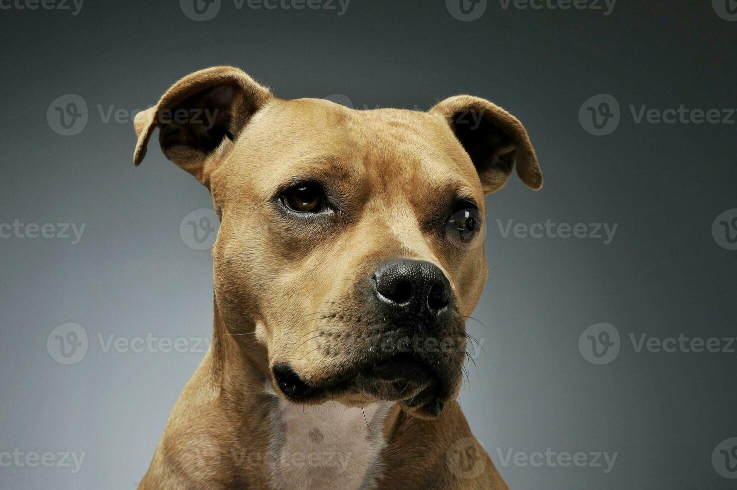 Portrait of an adorable American Staffordshire Terrier looking curiously photo