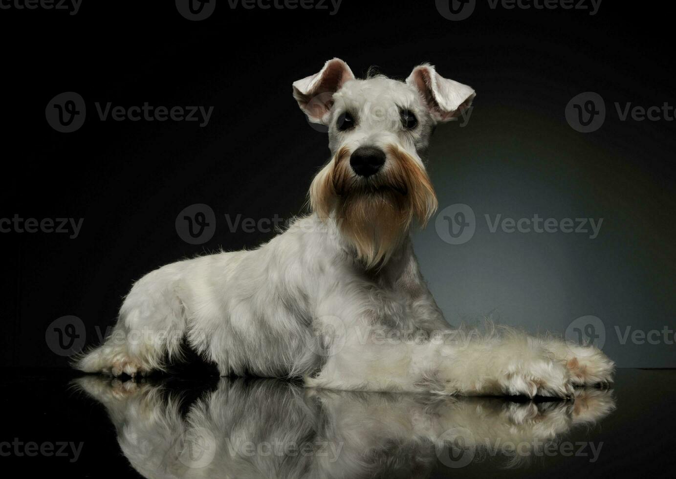 Studio shot of an adorable Schnauzer photo