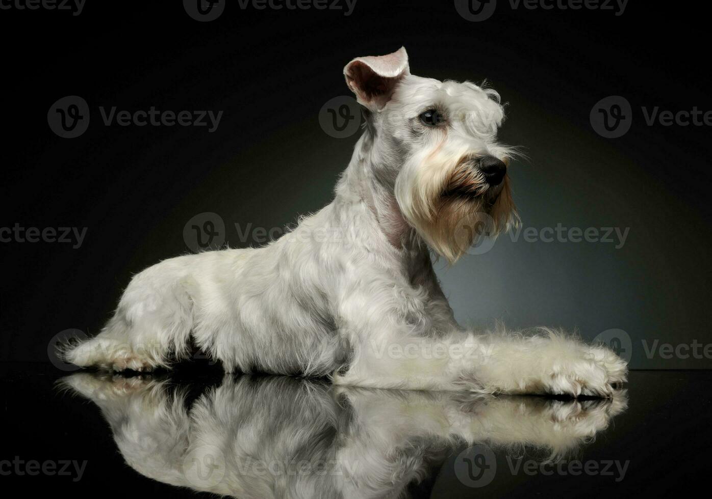 Studio shot of an adorable Schnauzer photo