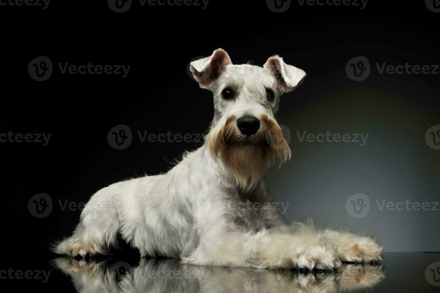 Studio shot of an adorable Schnauzer photo