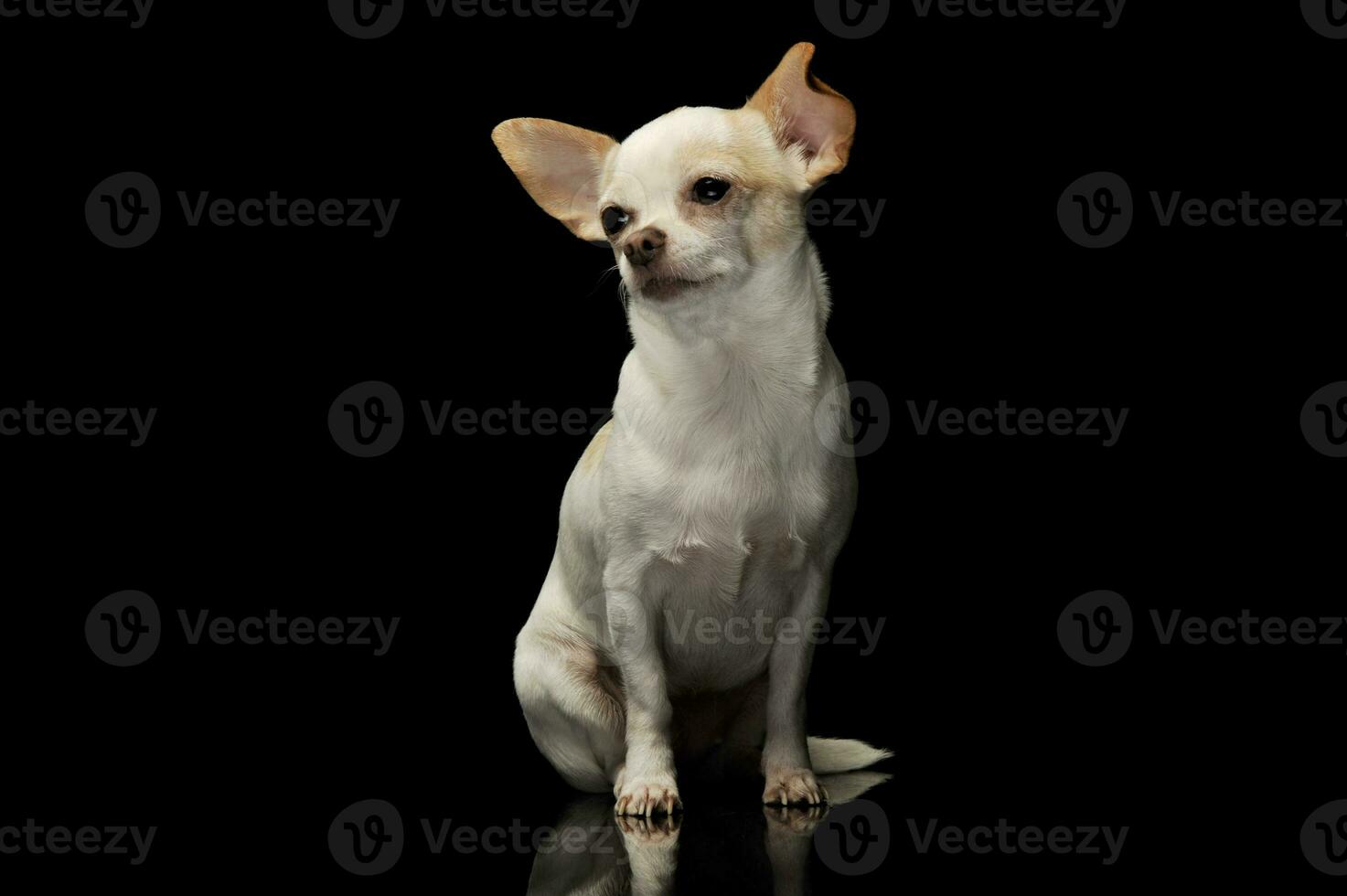 Studio shot of an adorable chihuahua photo