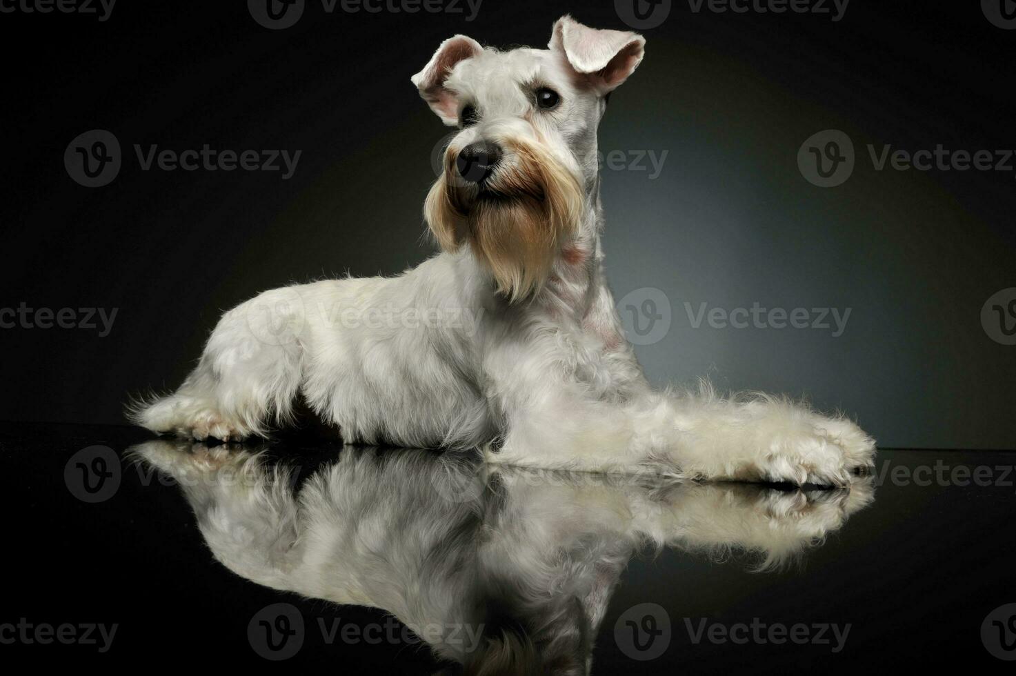 Studio shot of an adorable Schnauzer photo