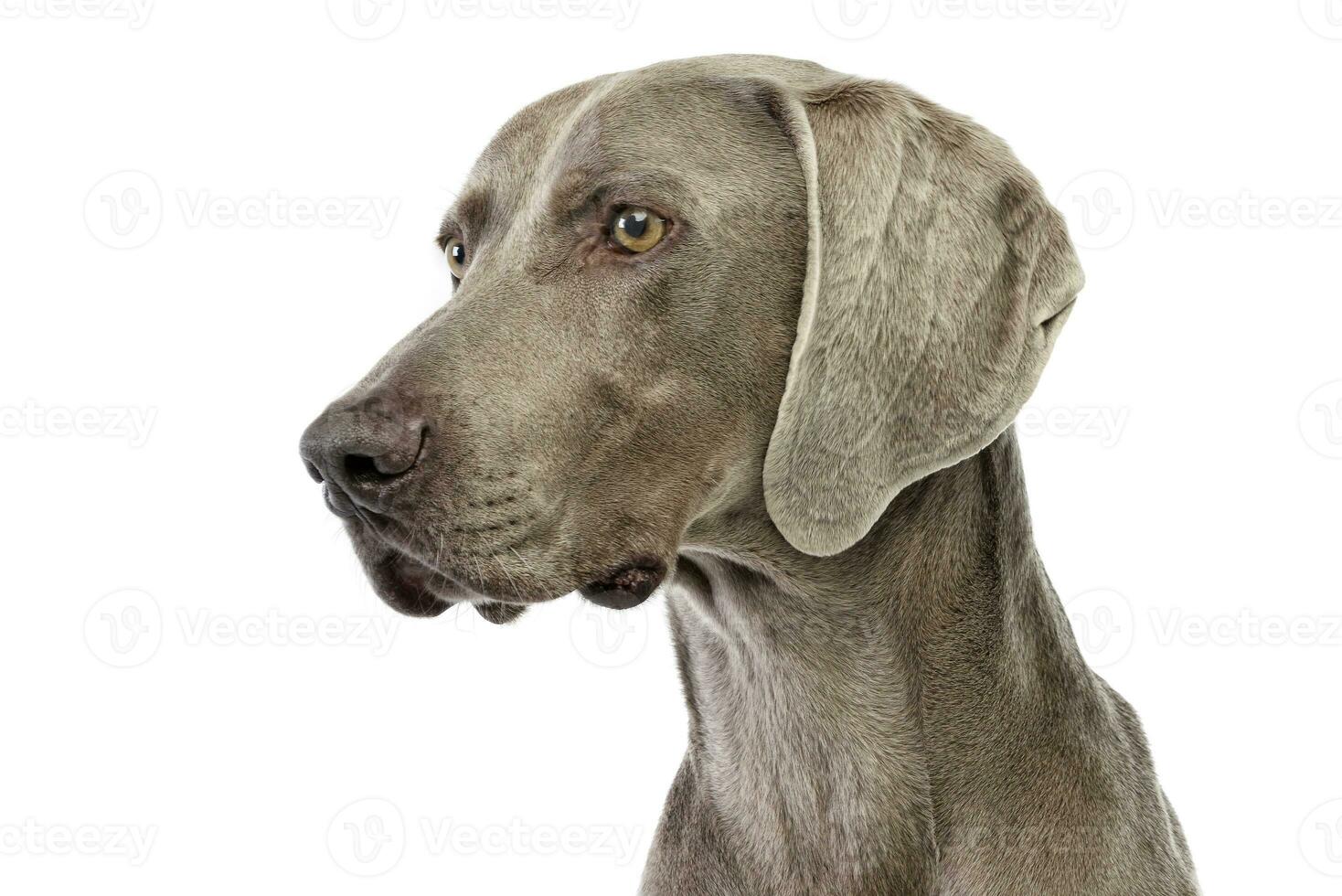 Portrait of an adorable Weimaraner photo