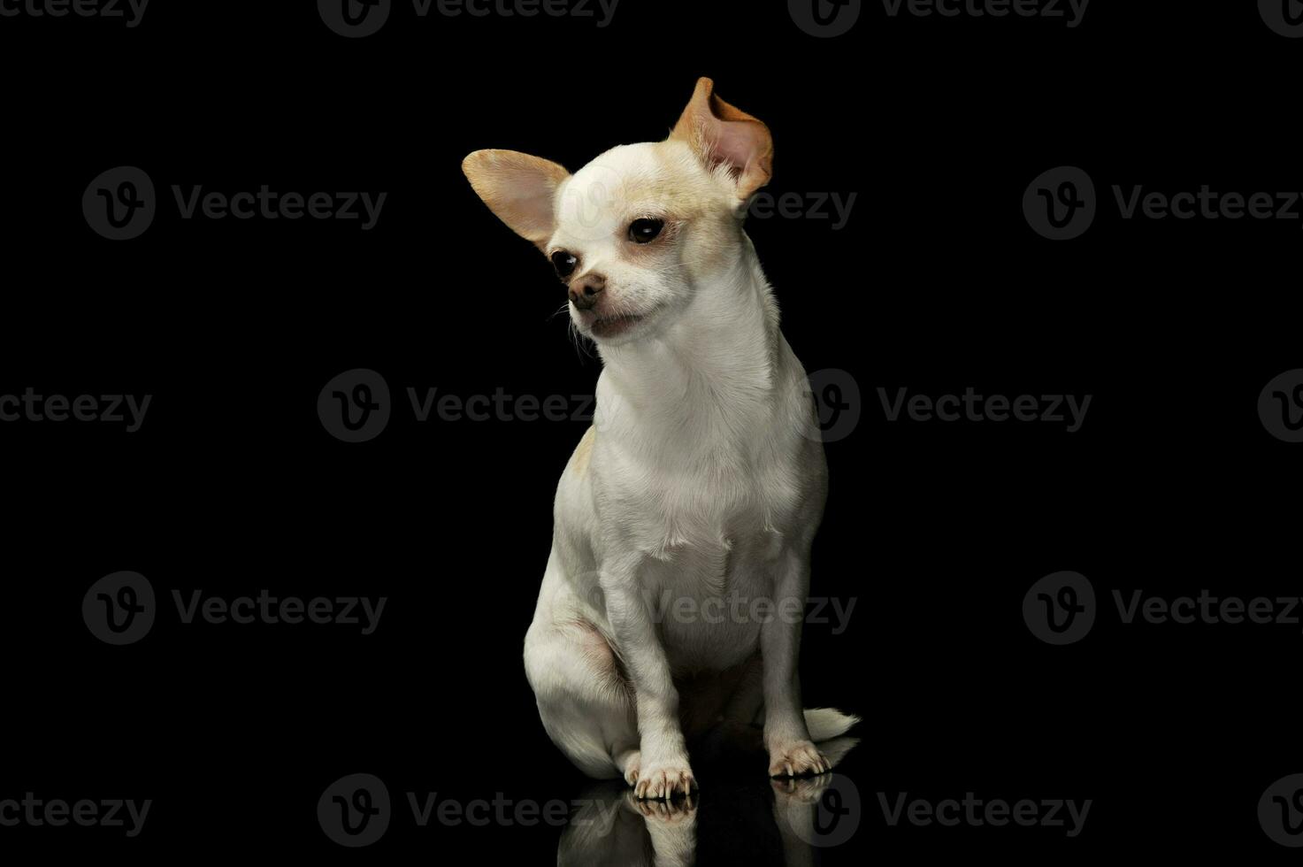 estudio Disparo de un adorable chihuahua foto